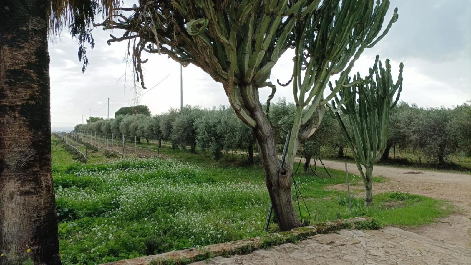Casa Bouganville Villetta Tra Le Vigne E Il Mare Menfi Dış mekan fotoğraf