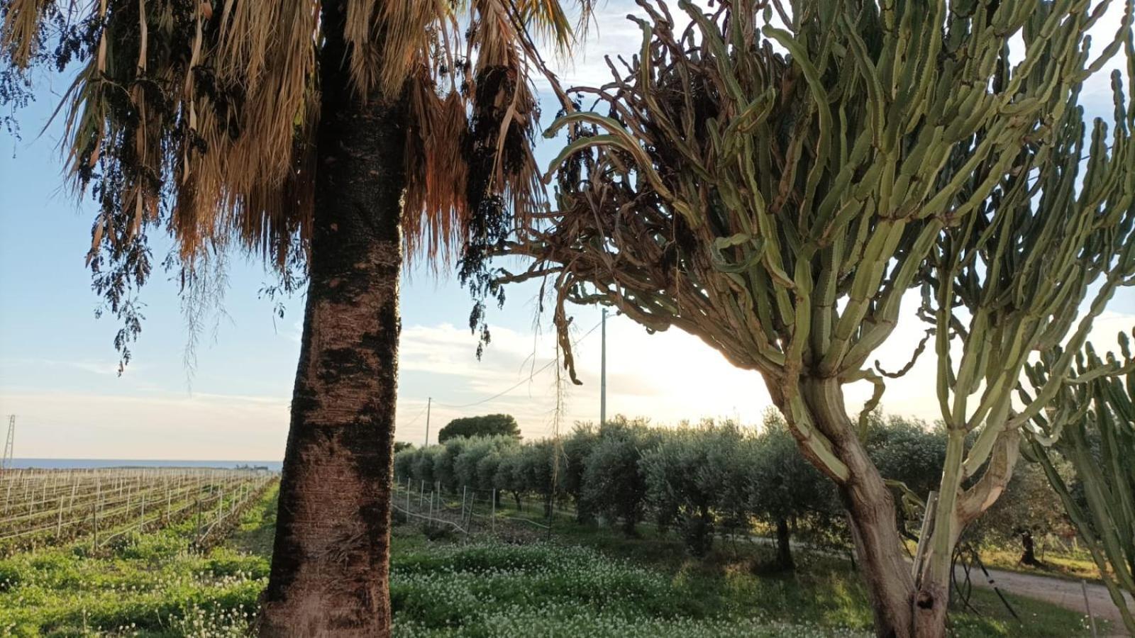 Casa Bouganville Villetta Tra Le Vigne E Il Mare Menfi Dış mekan fotoğraf
