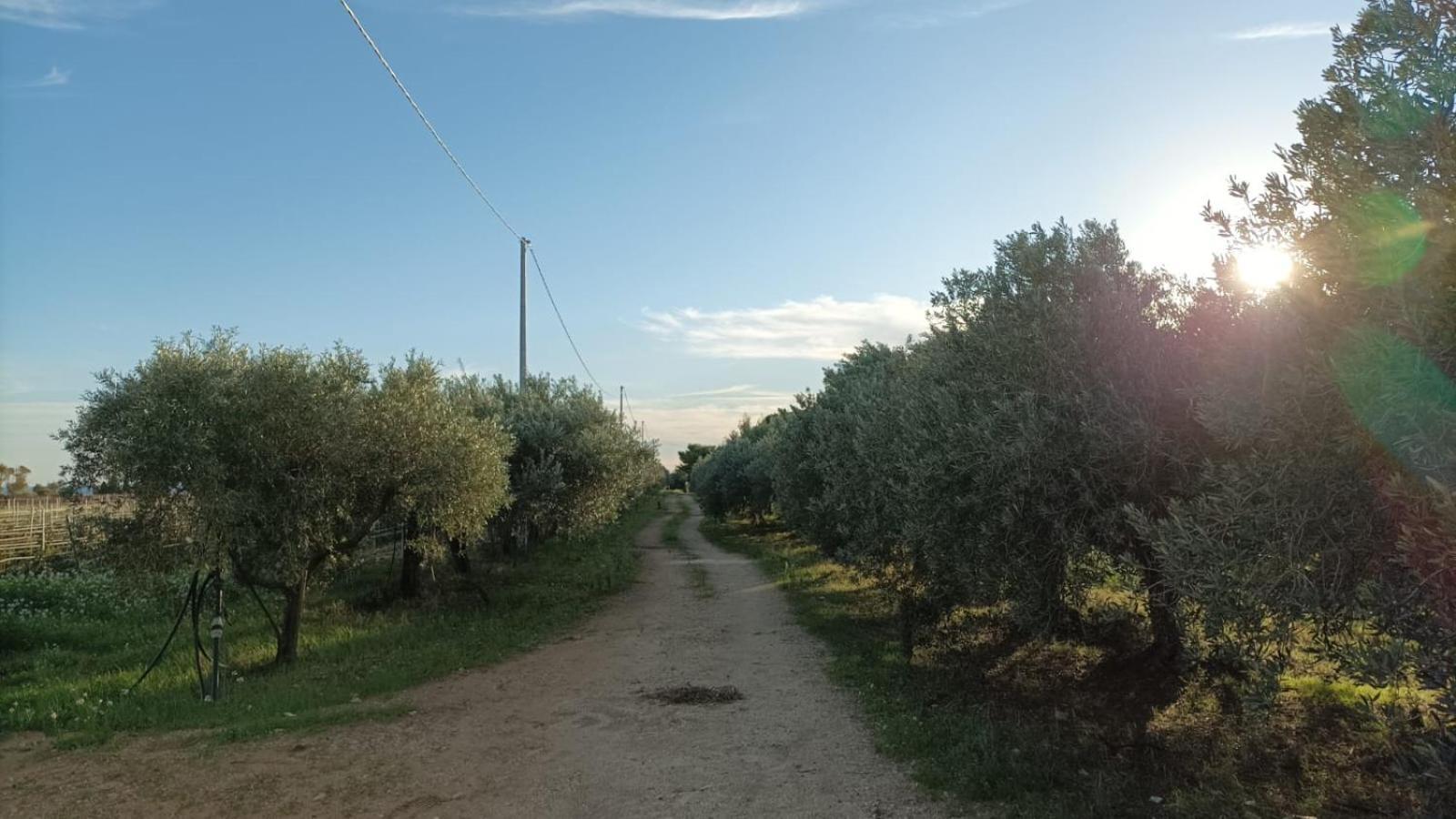 Casa Bouganville Villetta Tra Le Vigne E Il Mare Menfi Dış mekan fotoğraf