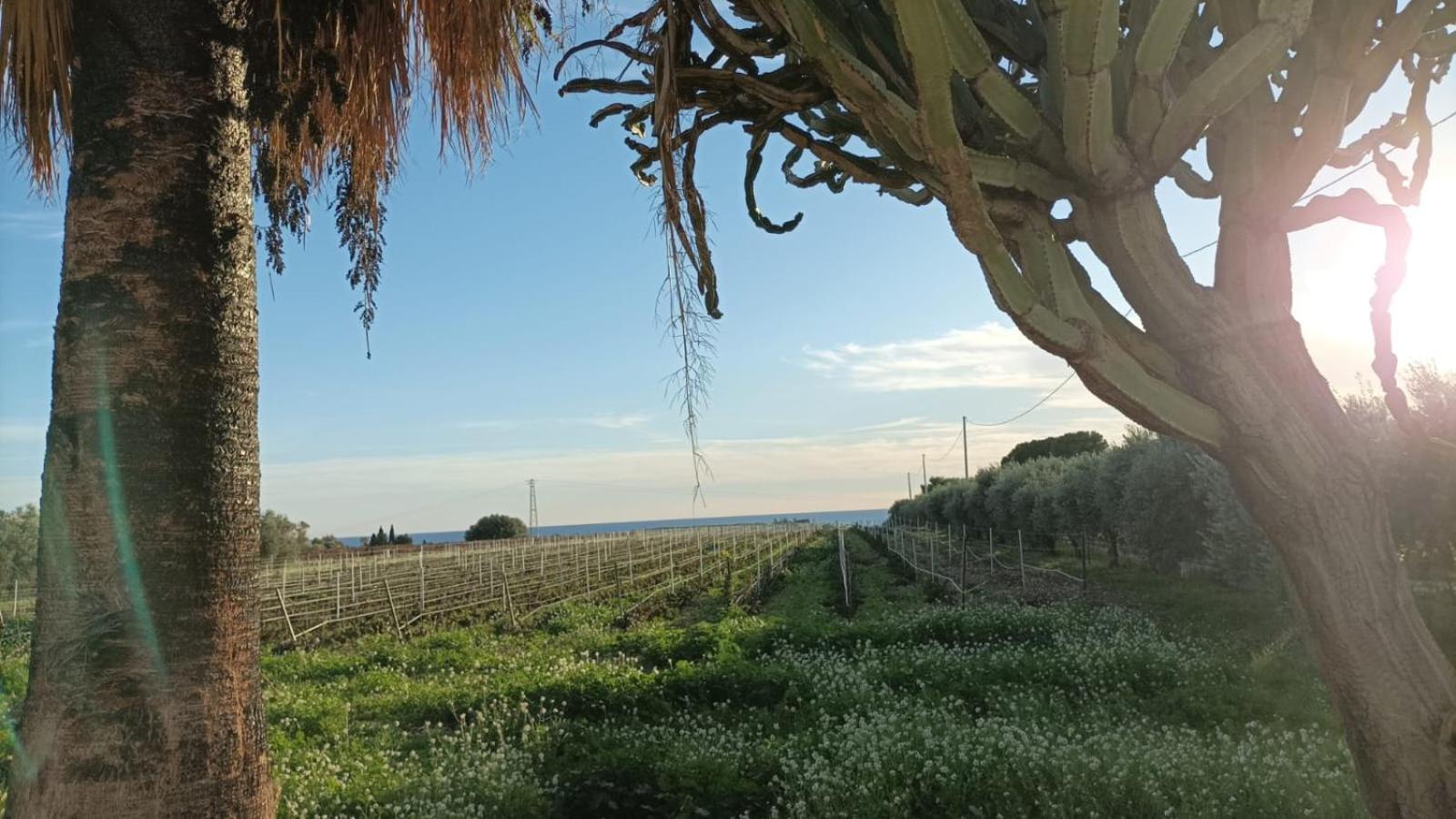 Casa Bouganville Villetta Tra Le Vigne E Il Mare Menfi Dış mekan fotoğraf